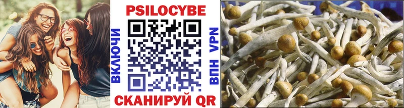 Галлюциногенные грибы Psilocybe  Вытегра 